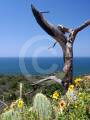 Torrey Pines State Reserve pictures