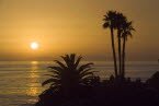 Palm Trees at Sunset - Laguna Beach, California