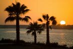 Palm Trees at Sunset - Mission Bay Park