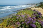 Coastal Flowers in Del Mar