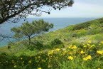 Spring Flowers at Torrey Pines