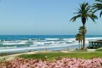 Coastal Flowers in Del Mar